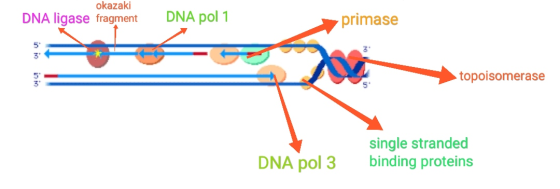 okazaki DNA ligase fragment DNA pol 1 primase 5 3 topoisomerase DNA pol 3 single stranded binding proteins