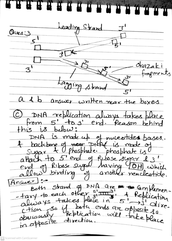 Ques: 3 Bi 30k 7 Lagging strand Replication will take place heading Strand 3 3 okazaki fragments 5 a & b answer written ne