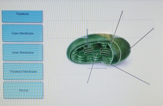 Thylakoid Outer Membrane be TIL Inner Membrane 2 JUL Thylakoid Membr 1 -