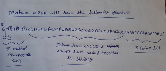 Mature mRNA will have the fallowing structure 5 G-o-o--CAUUGACCAUGQUCGGLEG ACUCU AAGAEV AAAAAAAAAAAAA 3 CH3 Introns have enc