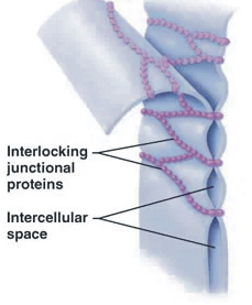 Interlocking junctional proteins Intercellular space