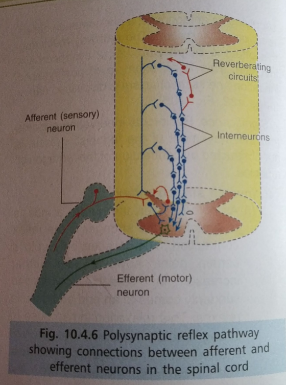Reverberating circuits Afferent (sensory) neuron Interneurons Efferent (motor) neuron Fig. 10.4.6 Polysynaptic reflex pathway
