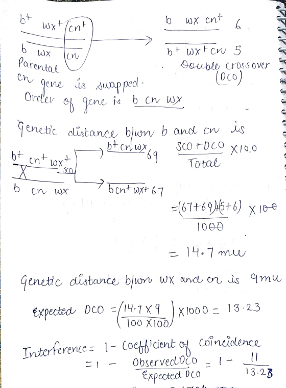 bt wxt/cnt b wx ent i 기 b wx 자 lin Parental cn gene bt wxrcn 5 Double Crossover (Dco) gene is b cn Wy reer of Order of bfcnt