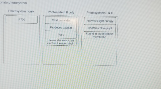 priate photosystem Photosystem I only Photosystem II only Photosystems I & II P700 Oxidizes water Harvests light energy Produ