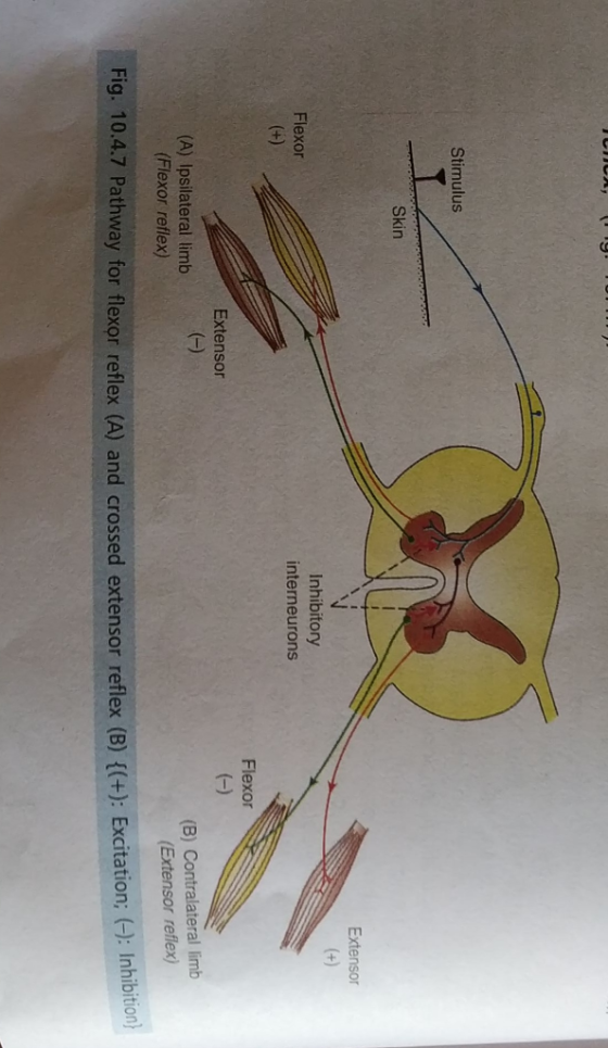Stimulus Skin Extensor (+) Inhibitory Flexor interneurons (+) Flexor Extensor (-) (-) (A) Ipsilateral limb (Flexor reflex) (B