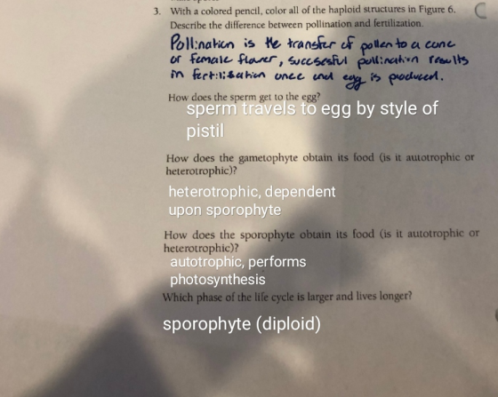 C 3. With a colored pencil, color all of the haploid structures in Figure 6. Describe the difference between pollination and