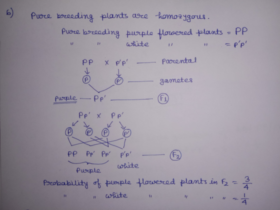 Puore breeding plants are homozygous. Pure breeding purple flowered plants - PP white 1 - pp PP x pp - parental © § -