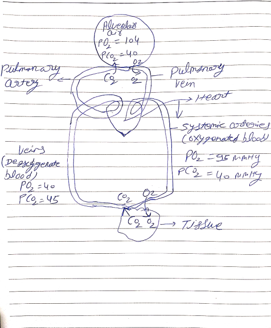 Alveglos air (po 104 Afto=40 Pulmonary pulmonary rein artery To Heart Esystemic arteries | Cóxygenated blood veins (Dezsegera