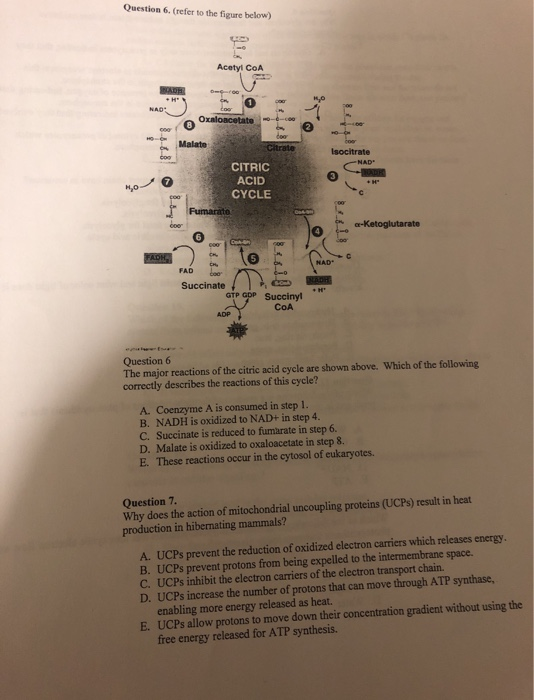 Question 6. (refer to the figure below) Acetyl COA Oxaloacetate Malate Isocrate MOVO CITRIC ACID CYCLE -ketoglutarate FAD Suc
