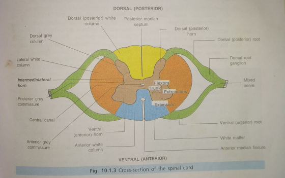 DORSAL (POSTERIOR) Dorsal (posterior) white Posterior median column septum Dorsal (posterior) horn Dorsal grey Dorsal (poster