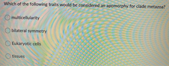 Which of the following traits would be considered an apomorphy for clade metazoa? multicellularity bilateral symmetry Eukaryo