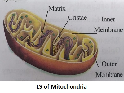 Matrix Cristae Inner Membrane Outer Membrane LS of Mitochondria