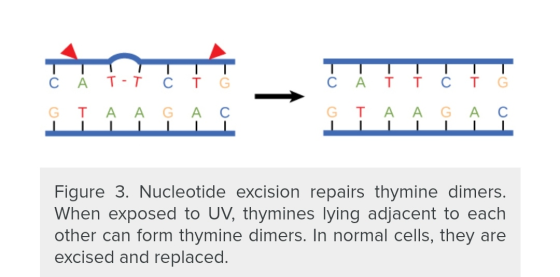 с А Т -Т с т G TAFF III iT À À À GTA A GAC Figure 3. Nucleotide excision repairs thymine dimers. When exposed to UV, thymines
