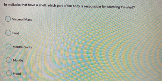 In mollusks that have a shell, which part of the body is responsible for secreting the shell? Visceral Mass Foot Mantle cavit