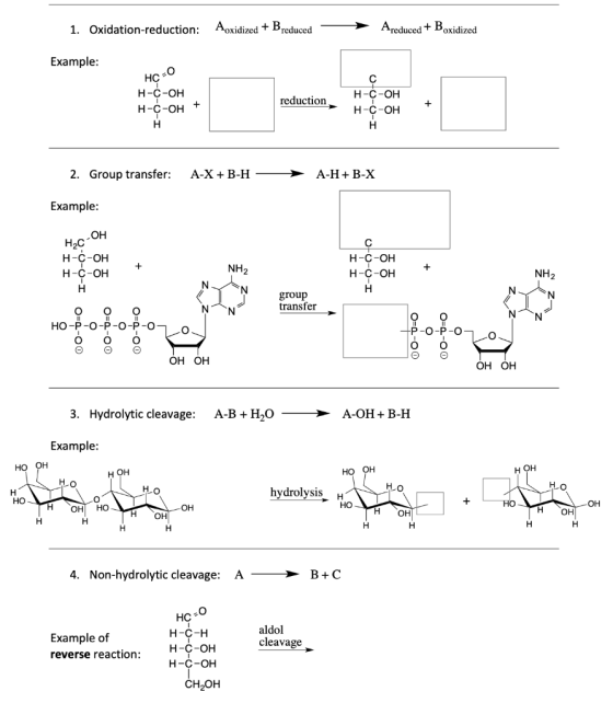 1. Oxidation-reduction: Aoxidized + Breduced - A reduced + Boxidized Example: HC=0 H-C-OH H-C-OH + reduction H-C-OH H-C-OH 2.