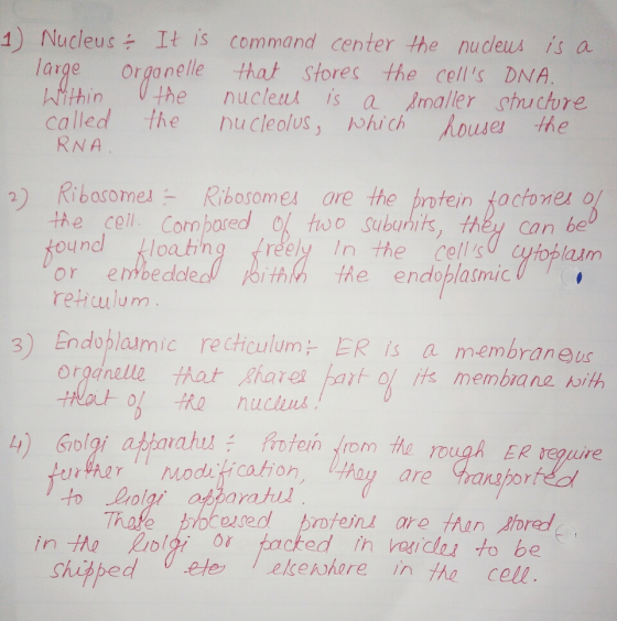 1) Nucleus It is command center he nuceus is a lavge Organelle that stores the cells DNA nucleus is a Imaller shucture the t
