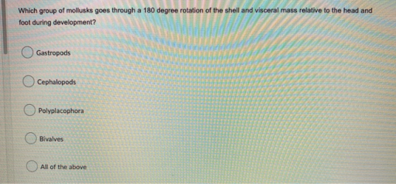 Which group of mollusks goes through a 180 degree rotation of the shell and visceral mass relative to the head and foot durin
