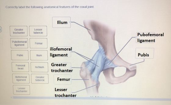 Correctly label the following anatomical features of the coxal joint. llium Greater trochanter Lesser tubercle Pubofemoral li