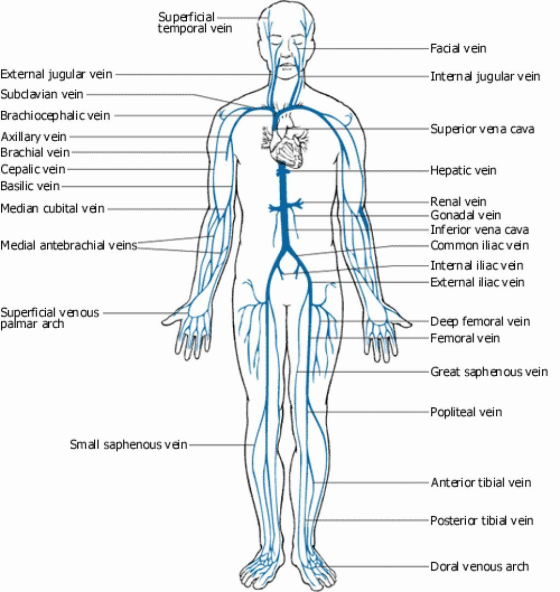 Supeficial temporal vein Facial vein Internal jugular vein External jugular vein Subdavian vein Brachiocephalic vein Axillary