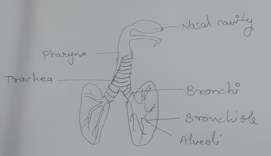 Nasal canity pharynx Trachea A Bronchi Bronchiole Alreoli