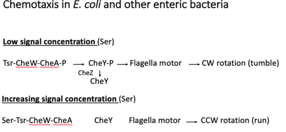 Chemotaxis in E. coli and other enteric bacteria Low signal concentration (Ser) Tsr-CheW-CheA-P — CW rotation (tumble) — CheY