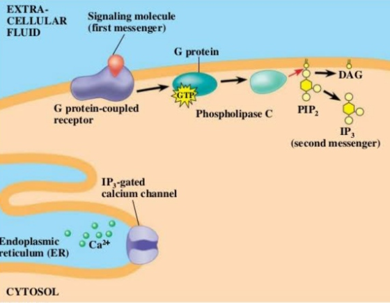 EXTRA- CELLULAR FLUID Signaling molecule (first messenger) G protein → DÅG GTP G protein-coupled receptor Phospholipase C 8 P
