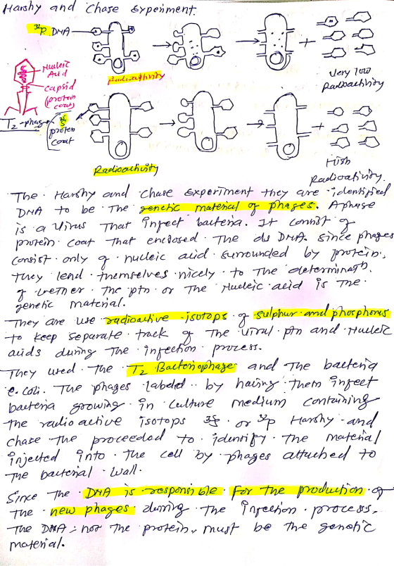 Harshy and Chase Experiment 3p. DNA- facilisashvity Very Toro Padbachnidy -Mulei? Acid -capsid Generation Tz-phagof is poojen
