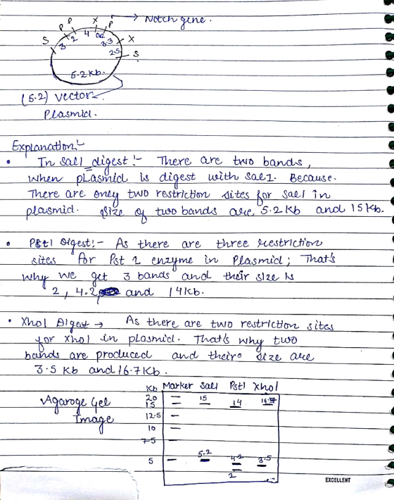 251 S 5-2) VCctor. micl est b There are two bands しis digest uuth sael. Becaus e . There are evdy tND restriction o band or S