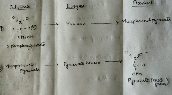 Sube Irae Ptoduct 0 hosphoeuol cexale C. tuvole Pyzuvate (enol