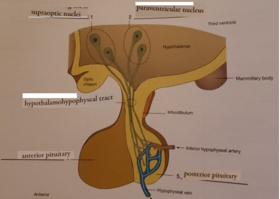 paraventricular nucleus supraoptic nuclei Third ventricle Hypothalus Mammillary body Optic chiasm hypothalamohypophyseal trac