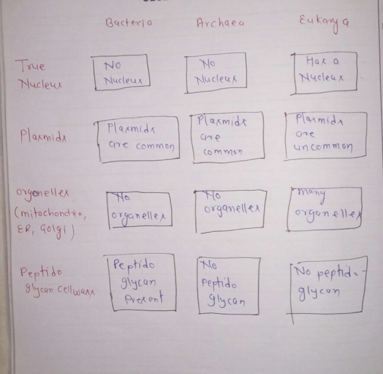 Bacteria Archaea Eukarya True No Nucleux No Nucleux Нака Nucleax Nucleux Plaxmida T Plaxmida are common Plaxmide are common P