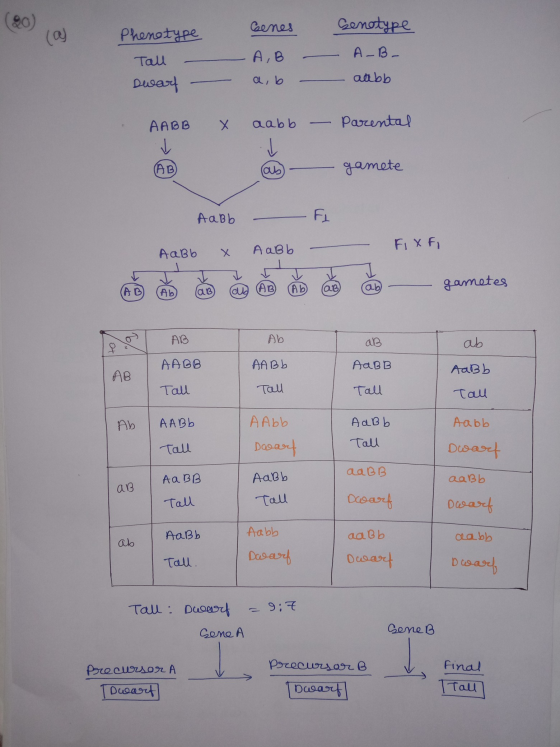 (920) () Cenes Genotype Phenotype Tall swart А, В a, b A-B- alabb - AABB X aabb Parental AB aby - gamete AaBb X - Aabb FI - A