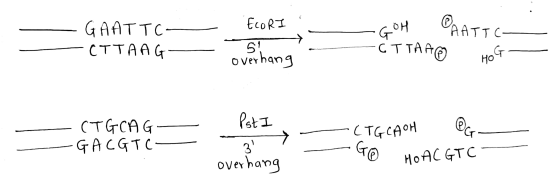 - ECORI 5? — он аяттс GAATTC- -CTTAAG — -GTTAAO overhang HOG Psti (TGCAG- GACGT C- Ф. — Стся он y - 31_ overhang - GO HOAC GT