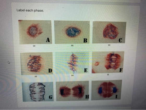 Label each phase. B ca) E لالالالا