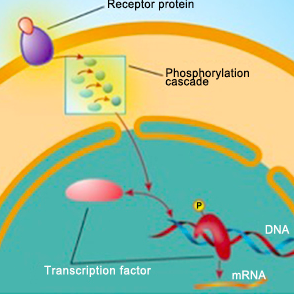 Receptor protein Phosphorvlation DNA Transcription factor mRNA