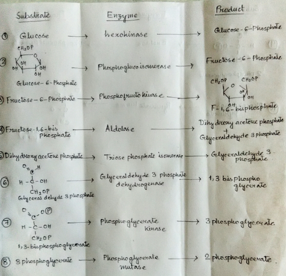 Subsitale Broduct 0 Glucose -_→ Glucose-6-Phosphale eH2DP Fuuchose-6 Phosphae Grlucose-e-Phesphale se- 6- orf F-,bisphosphate