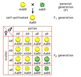 parental generation (P) AABB abb F, generation self-pollinated AaBb pollen ABAbaBab AABB AABb AaBB Aalb AABb Abb AaBb Aabb ov