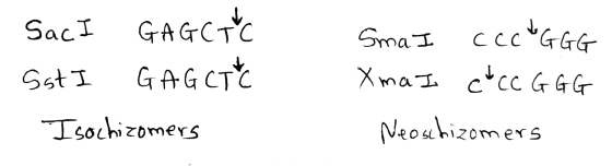 SacI GAGCTC Sst I GAGCTC Isochizomers Smal ccc GGG XmaI e* CC GGG Neoschizomers