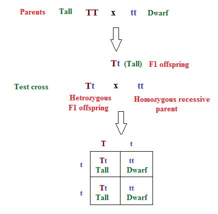 Parents Tall TT x tt Dwarf Tt Ta Fl offsprng Tt Hetrozygous Fl offspring Test cross tt Homozygous recessive parent Tt tt Tall