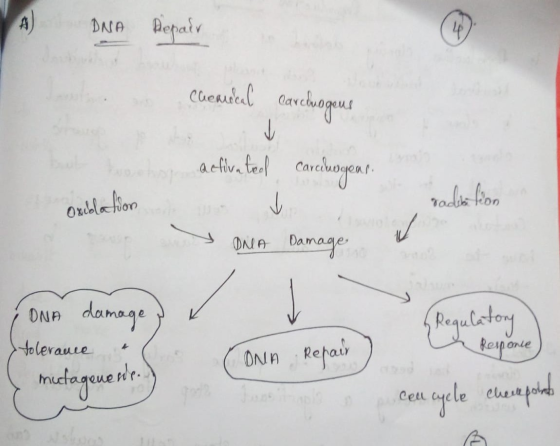 A DNA Repair Cheandcal carcluogens in activated carelogens V DNIA Damage Oxblation O radiation & DNA damage tolerance & C. mu
