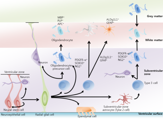 MBP- Grey matter PLP- ALDg1L1. GFAP- APC Oligodendrocyte White matter ALDg1L1. GFAP- PDGFR-a SOX10 NG2 Neuron PDGFR-a SOX10 O