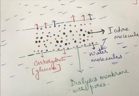 _11.1:..00 __I_II - I odine molecule I --12ije. Carbohydrete - glucose I water molecules Dialysis membrane with pores.