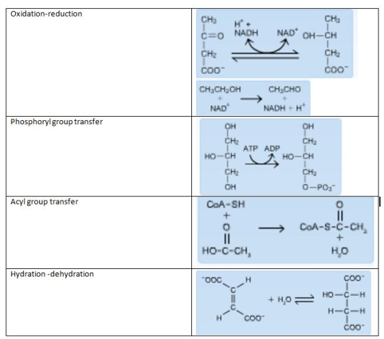 Oxidation-reduction CHa C=O NADH NAD OH-CH N CH2 coo CoO CH CH2OH CH3CHO NAD NADH +H Phosphorylgroup transfer ATP ADP HO-CH H