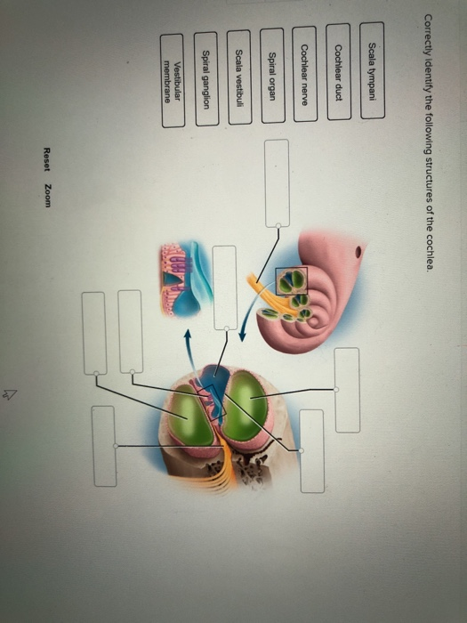 Correctly identify the following structures of the cochlea Spiral Reset Zoom