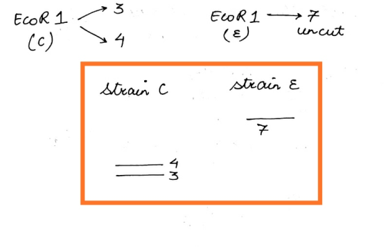 ECOR1 / ELOR I SY7 (c) 14 (8) incut strain c .. strain & 7 TM