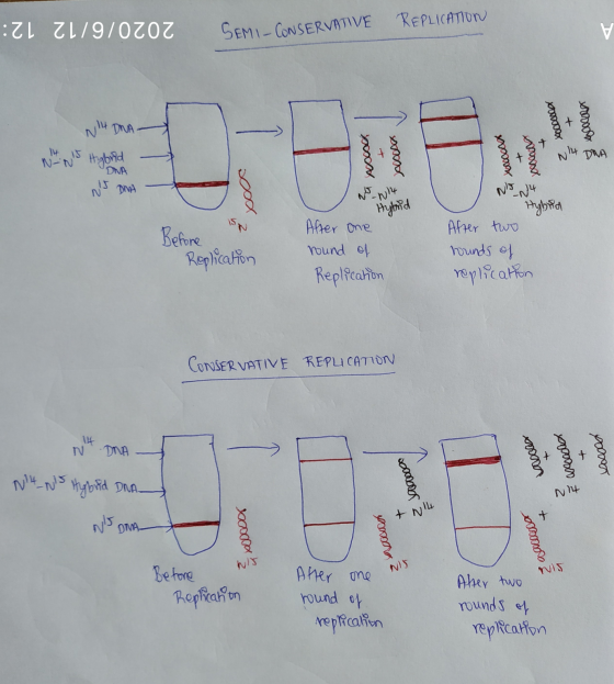:ZL Z179/0ZOZ SEMI- CONSERVATIVE REPLICATION V DNA tomos Son 14 15 NNs Hybrid wccccx T DNA DMA No-N14 Hybrid Before Replicat