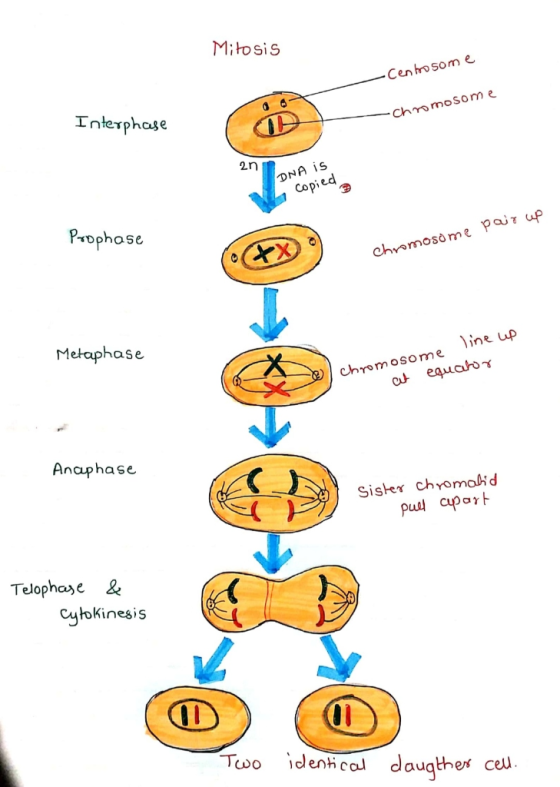 Mitosis Centrosome - Chromosome Interphase 2n IDNA is copied Poophose XX) chromosome parup Metaphase 1 chromosome line cep at