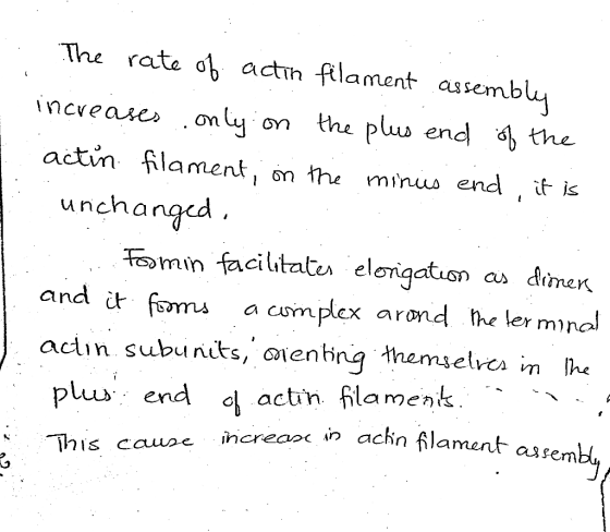 The rate of actin filament assembly increases only on the plus end of the actin filament, on the minus end, it is unchanged.
