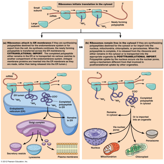 Ribosomes initiate translation in the cytosol Small subunit 5 mRNA +NH Large subunit Newly forming polypeptide +NH, OR (a) R