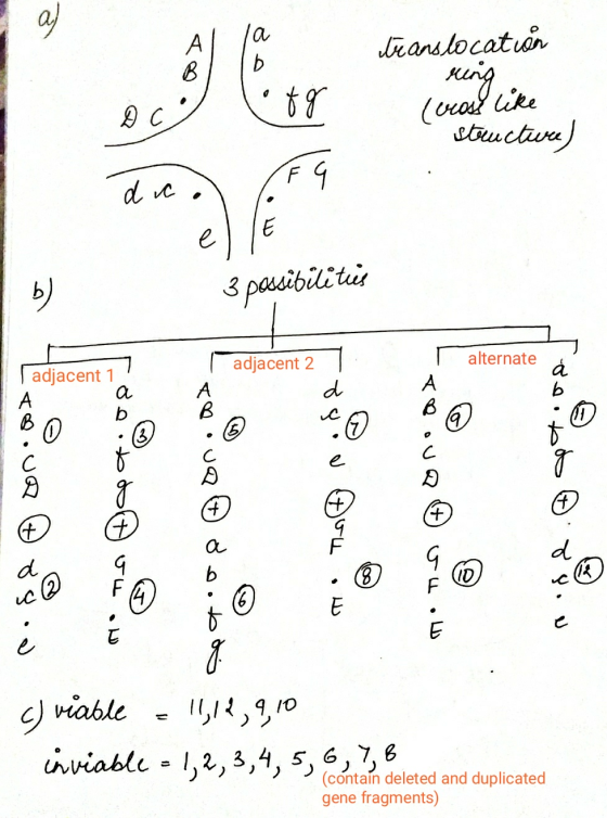 a) А B (a b translocation ring fg D C (cross like stuctive F a dic E e b) 3 possibilities alternate adjacent 2 adjacent d а b